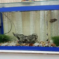 آکواریوم ماهی