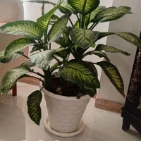 گل دیفن باخیا|گل و گیاه طبیعی|تالش, هشتپر|دیوار