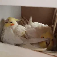 عروس هلندی جفت مولد لوتینو با جوجه