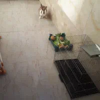 واگذاری خرگوش