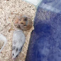 همستر کمپل|موش و خرگوش|خرمآباد, |دیوار