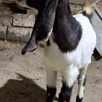 عربی گلابی اصل|حیوانات مزرعه|بیستون, |دیوار