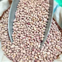 لوبیا *چیتی*  ایرانی حبوبات *باکیفیت*