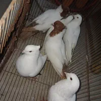 ۱۸ عدد کبوتر تزئینی زیبا و کیفیت عالی|پرنده|نقده, |دیوار