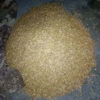 بادم زمینی