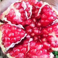 باغ انار