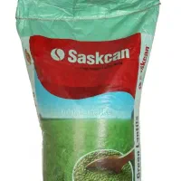 عدس ساسکن درجه یک