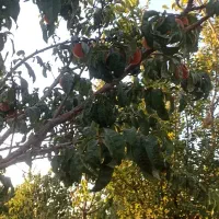 فروش-زمین-دارای-درختان-بارده