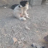 سگ جک راسل