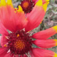 تدریس ریاضی وکلیه  دروی ابتدایی ازاول تا پایه ی شش