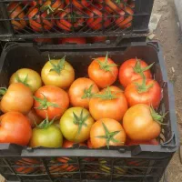 گوجه فرنگی تناژ|عمده‌فروشی|تهران, خانی‌آباد|دیوار