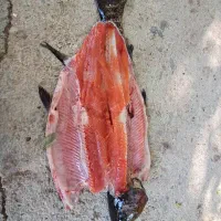 نیازمند کارگر