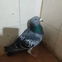 کبوتر|پرنده|سده (خراسان جنوبی), |دیوار