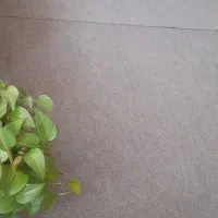 موکت