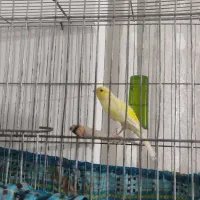 قناری ماده سالم