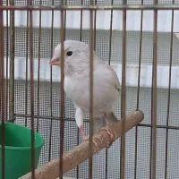 قناری نر سیلور|پرنده|شیراز, طلاب|دیوار