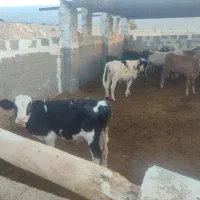 فروش گوساله نر درجه یک مخصوص پروار