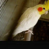 عروس هلندی ماده تخم گذار لوتینو