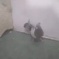 کفتر اصفهانی|پرنده|خمینی‌شهر, |دیوار