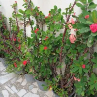 گل مرجان خاردار زیبا|گل و گیاه طبیعی|لنگرود, |دیوار
