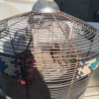 سهره خاکی|پرنده|شیراز, سلطان آباد|دیوار