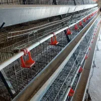 قفس مرغ تخمگذار