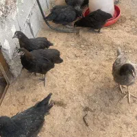 مرغ تخم گذار بلک استار