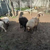 گوسفند میش بره