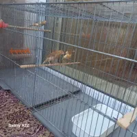 قناری رسمی سه عدد