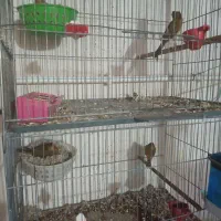 فروش چند جفت قناری جفت داده