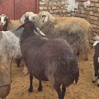 گوسفند|حیوانات مزرعه|داران, |دیوار