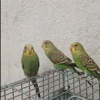 مرغ عشق رو تخم کار داده|پرنده|قزوین, |دیوار