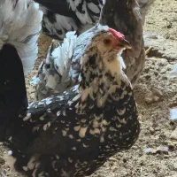 تخم نطفه دار مرغ گلین پنگوئنی‌ فول فول