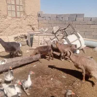 بز خارجی