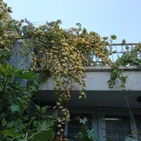 سرایدار زوج جوان جهت کار گلخانه رستوران