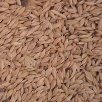 تخم کتان (قوش دنی) بوجاری شده|عمدهفروشی|اردبیل, |دیوار