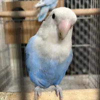 کوتوله برزیلی رنگ خواص مولد واقعی