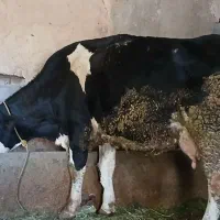گاو|حیوانات مزرعه|قلقل رود, |دیوار
