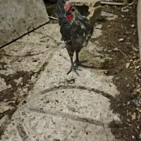 نیمچه گلین در هر سن و رنگی