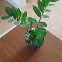 تکثیر گل زاموفیلیا