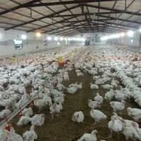 فروش سالن مرغداری مجهز و اتومات تربت جام