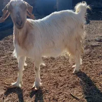 بز دوقلو زا|حیوانات مزرعه|اردکان, |دیوار