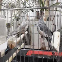 معاوضه عروس هلندی