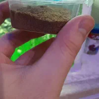 انواع غذا و دارو|ماهی|اردبیل, |دیوار