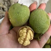 گردو و بادام تازه
