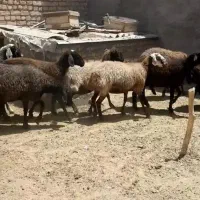 میش جوان|حیوانات مزرعه|قم, نیروگاه|دیوار