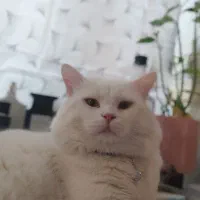 نیاز به جفت گیری
