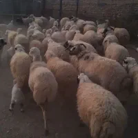 گوسفند|حیوانات مزرعه|کامفیروز, |دیوار