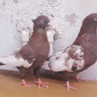 کبوتر  سینه تافته ای نروماده|پرنده|شیراز, حافظیه|دیوار