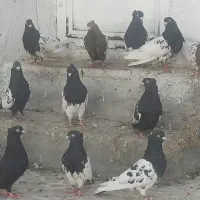 کفتر کبوتر ۱۴تا کله وسینه سیاه هوایی باهم ۵ ملیون